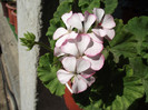 DSCF5252