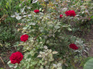 DSCF5256