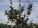 gutuie