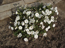 DSCF5266