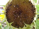 DSCF5268