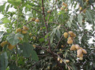 DSCF5272