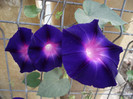 DSCF5287