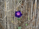 DSCF5288