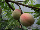 pirsici
