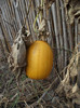 DSCF5293a