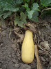DSCF5293b