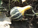DSCF5294