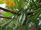DSCF5295