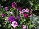 DSCF5300