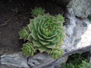 DSCF5306