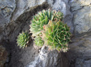 DSCF5306a
