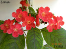 Lava 01-09-2011