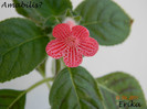 Amabilis 15-09-2011