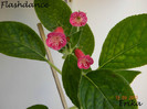 Flashdance1 15-09-2011