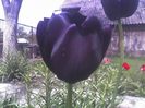 nu imi apartin aceste lalele negre