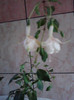 de la ninutza