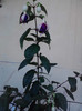 P270611_19.24_[04]