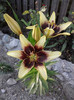 P270611_19.25_[02]