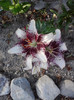P270611_19.25_[05]