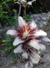P270611_19.25_[06]