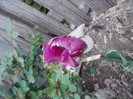P280411_19.58_[02]