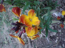 P280411_20.02_[03]