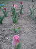 P280411_20.05_[04]
