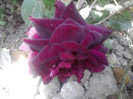 P300511_14.59_[01]