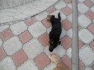 POZE AUGUST 2011 005