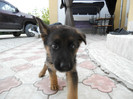 POZE AUGUST 2011 009