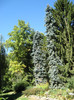 Manastirea Prislop 037