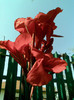canna indica