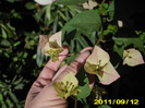 bougainvilea magic