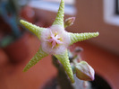 Stapelia.flavopurpurea.green