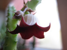 Huernia migriana (8)