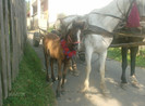 peisaj (4)