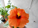 corai- jay's orange