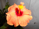 corai- jay's orange