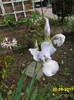 Iris Germanica 20 sept 2011