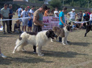 Labus de Hancu BIS Filipesti 2011