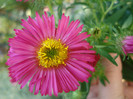Aster novae-angliae "Alma Potscheke"