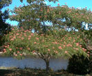 albizia julibrissin Ombrella