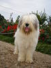mihu de butte