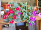 DSCN1085