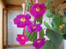 DSCN1100