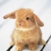 animale