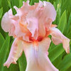 Party Dress iris roz piersic
