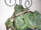 ciclam (1)