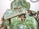 ciclam (2)